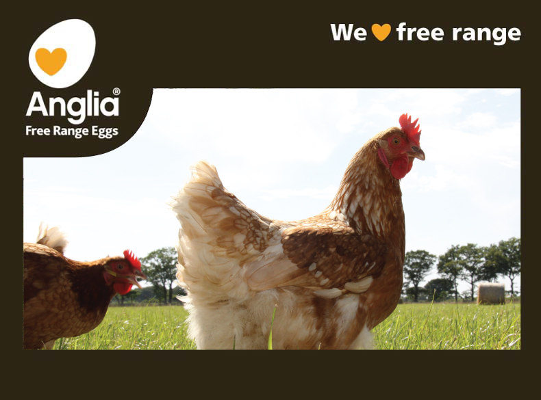 Anglia Free Range Eggs - chickens enjoying the fresh air and green grass field